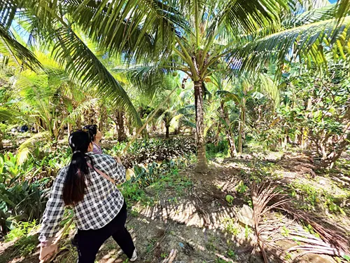 lesson on how to pick coconuts. This demonstration occurred during a guided Mekong Delta tour in Ben Tre in Vietnam