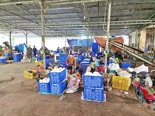 rural coconut processing factory near Ben Tre in Vietnam