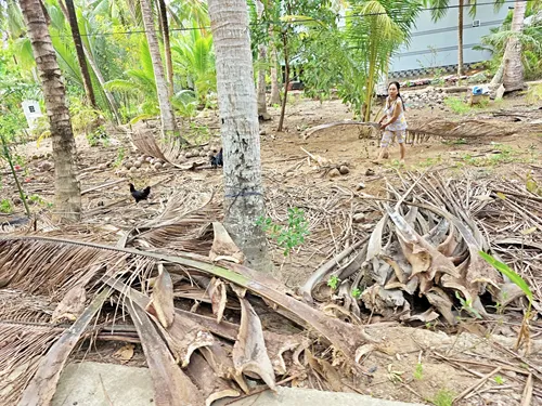 woman between tall coconut trees near Ben Tre in Vietnam
