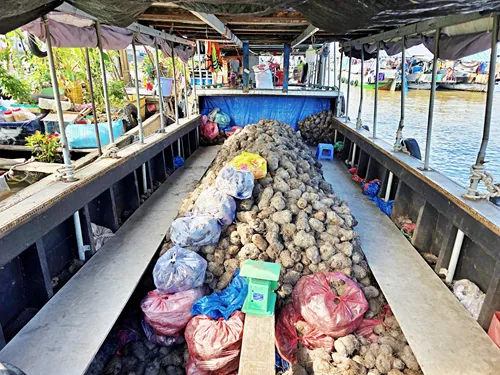 Coconuts in a boat at the Cái Răng Floating Market near Can Tho in Vietnam