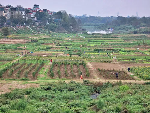 View on serene agricultural fields from Long Biên Bridge in Hanoi in Vietnam