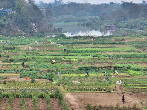 View from Long Bien Bridge in Hanoi in Vietnam on vast green agricultural fields underneath the bridge