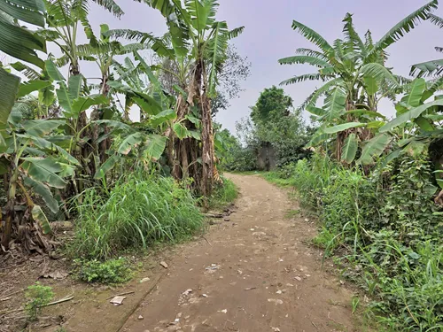 Path under the Long Bien Bridge in Hanoi in Vietnam through the vast green agricultural fields underneath the bridge