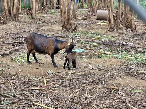 Goats under the Long Bien Bridge in Hanoi in Vietnam in the vast green agricultural fields underneath the bridge