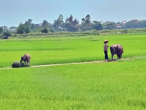 two Vietnamese farmers with an oxen in a green rice field just outside Hoi An in Vietnam