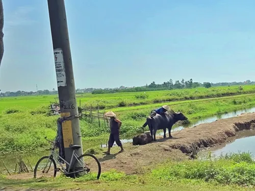 two Vietnamese farmers with an oxen in a green rice field just outside Hoi An in Vietnam in Vietnam