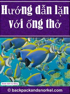 Snorkel Guide